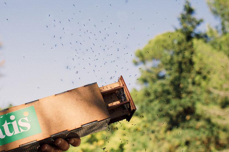 11 M de mâles stériles lâchés à Brive !